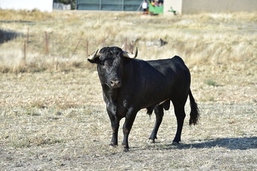 toro en españa