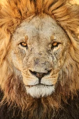 Fotobehang Chocoladebruin Portret van een grote Afrikaanse leeuw.
