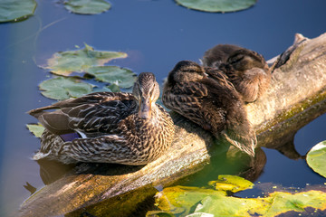 Duck Family