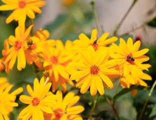 Yellow chrysanthemums in full bloom