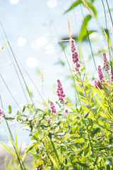 Purple Flowers on Sunny Day