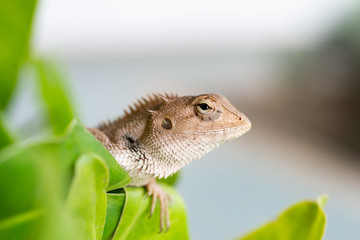 Close up lizard in nature.