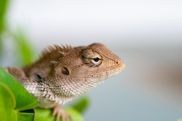 Close up lizard in nature.