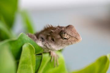 Close up lizard in nature.