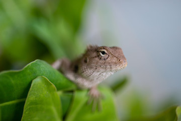 Close up lizard in nature.