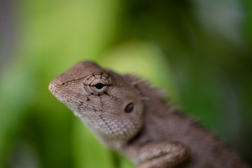 Close up lizard in nature.