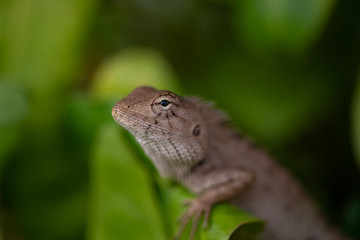 Close up lizard in nature.