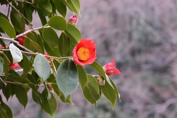 Camellia (Camellia japonica)