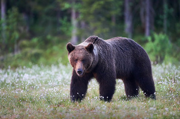 Fototapeta na wymiar Wild brown bear