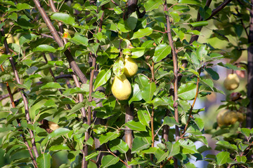 Ripe grapes hung on vineyards of grape trees