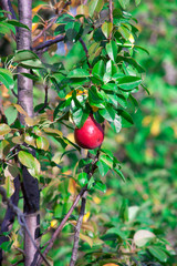 Ripe grapes hung on vineyards of grape trees