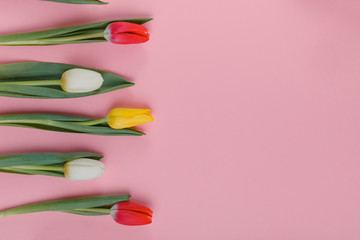 Valentine's Day background. Beautiful fresh tulips.