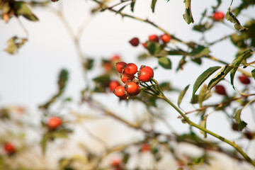 Fototapeta premium Berries of a dogrose on a bush