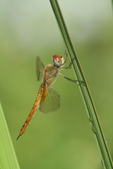 Libellulidae, dragonfly insects perch on a beautiful stalk