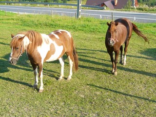 KON   HORSE © JAN