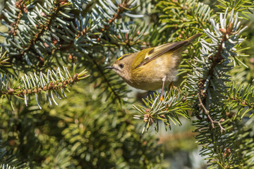 Goldcrest (Regulus regulus) on a branch