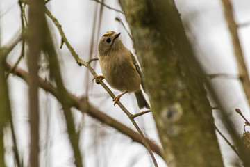 Goldcrest (Regulus regulus) on a branch