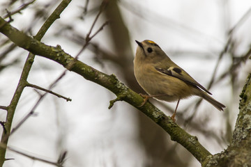 Goldcrest (Regulus regulus) on a branch