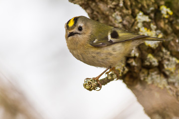Goldcrest (Regulus regulus) on a branch