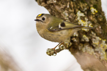 Goldcrest (Regulus regulus) on a branch