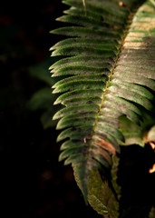 Fern