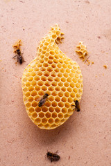Bees eat honey from honeycomb cells
