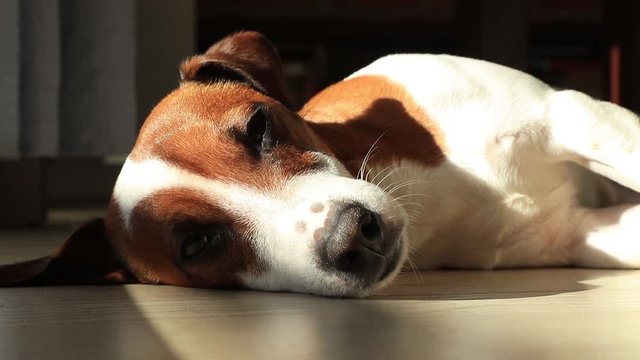 Footage of young jack russell terrier dog sleeping on a floor in room near window.