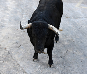 toro bravo