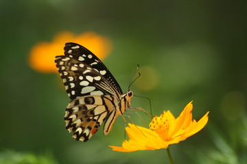 Obraz na płótnie Canvas Rhopalocera, Butterfly butterfly perch and fly on beautiful flowers