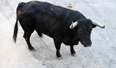 toro en españa