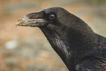 Common Raven (Corvus corax) portrait.