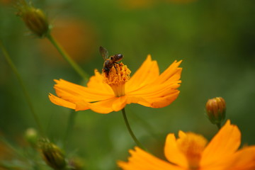 bees suck honey over flowers