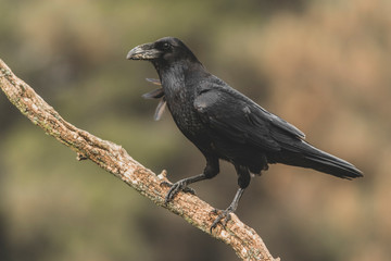 Common Raven (Corvus corax) portrait.