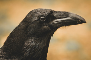 Common Raven (Corvus corax) portrait.