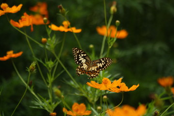 Rhopalocera, Butterfly butterfly perch and fly on beautiful flowers