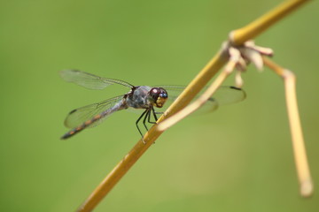 Blue Dragonfly On Stalk With Greenbackground