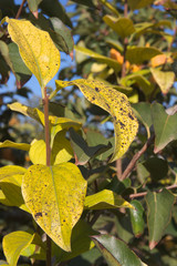 Some sick kaki tree leaves