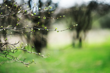 fresh young green leaves on a branch close - up on the background of greenery and spring.