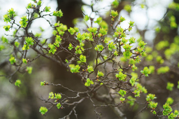 fresh young green leaves on a branch close - up on the background of greenery and spring.