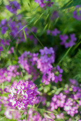 Obraz premium Blooming pink lilac flowers