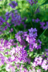 Blooming pink lilac flowers