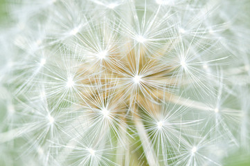 dandelion on green background © Fernando