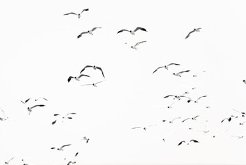 flock of birds flying in blue sky with clouds