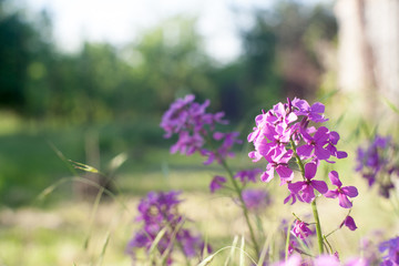 Blooming pink lilac flowers