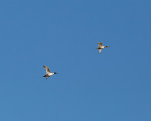 Drake and hen Pintails in flight.