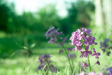Blooming pink lilac flowers