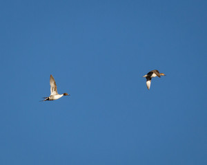 Drake and hen Pintails in flight