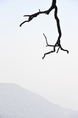 Minimalist branch silhouette on a grey-white sky