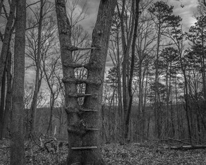 Old deer stand in a tree.