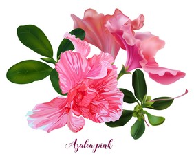 Azalea pink flower  beautiful nature-vector